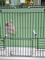 Koppel blauw zilver wit gouldamadine, Dieren en Toebehoren, Vogels | Overige Vogels, Meerdere dieren, Tropenvogel, Geringd