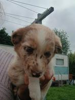 Australische herder puppy's, Dieren en Toebehoren, Honden | Herdershonden en Veedrijvers, Rabiës (hondsdolheid), 8 tot 15 weken