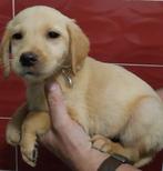 pups Nova Scotia Duck Tolling Retriever X Labrador Retriever, Dieren en Toebehoren, Rabiës (hondsdolheid), 8 tot 15 weken, Labrador retriever