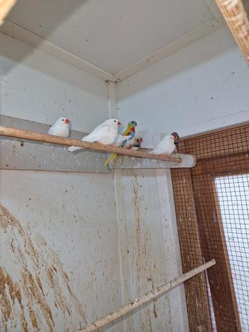 Turquoisine parkiet geel groen rood buik beschikbaar voor biedingen