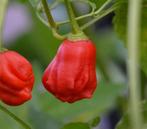 Rainforrest - Peper zaden, Tuin en Terras, Verzenden, Volle zon, Zaad