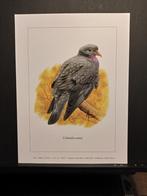 Holenduif - Buzin - prent kunst  afmeting  18 x 24 cm, Verzamelen, Verzenden, 1980 tot heden, Zo goed als nieuw, Dier