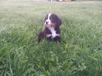 berner sennen pups nog 1 reu en 1 teef beschikbaar, Dieren en Toebehoren, Honden | Niet-rashonden, 8 tot 15 weken, Groot, Meerdere