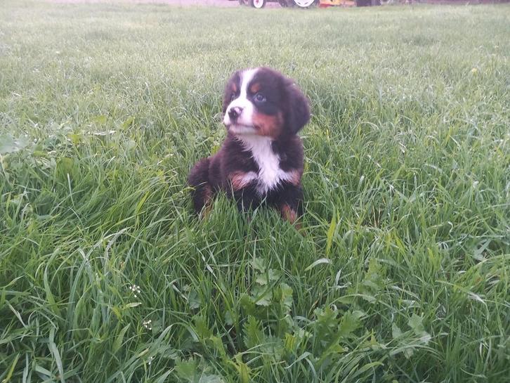 berner sennen pups nog 1 reu en 1 teef beschikbaar, Dieren en Toebehoren, Honden | Niet-rashonden, Groot, Meerdere dieren, Particulier