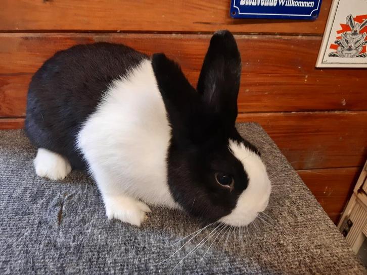 Jonge raszuivere Hollander ram, Dieren en Toebehoren, Konijnen, Dwerg, Mannelijk, 0 tot 2 jaar