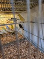 Harzer zang kanaries, Dieren en Toebehoren, Meerdere dieren, Kleurkanarie