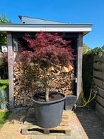 Acer palmatum garnet japanse zwaar vertakte esdoorn, Tuin en Terras, Planten | Tuinplanten, Ophalen, Bloeit niet, Overige soorten