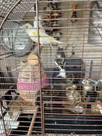 Trio harlekijn kanaries, Dieren en Toebehoren, Vogels | Overige Vogels, Meerdere dieren, Geringd