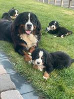 Berner Sennen pups, Dieren en Toebehoren, Meerdere, Meerdere dieren, Nederland, Particulier