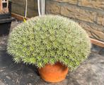 Te koop : Abromeitiella- brevifolia, Tuin en Terras, Planten | Tuinplanten, Ophalen, Zomer, Overige soorten, Volle zon