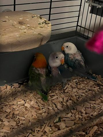 Agapornis personata beschikbaar voor biedingen