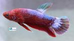 Betta Plakat Hellboy "Red", Vis, Zoetwatervis