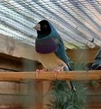 Blauwe Gouldamadine, Dieren en Toebehoren, Vogels | Overige Vogels, Mannelijk