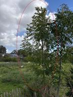 Boom (gewone) Es - Fraxinus Excelsior, Tuin en Terras, Ophalen, Volle zon, Overige soorten, 400 cm of meer