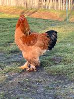 Brahma haan Buff Zwart, Kip