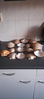 Jacobsschelpen. Ophalen., Hobby en Vrije tijd, Ophalen