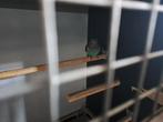 Meyer pop te koop, Dieren en Toebehoren, Vrouwelijk, Papegaai, Geringd