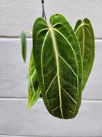 Anthurium Warocqueanum hangpot p10 (6)