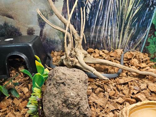 Lamprophis olivaceus Zwarte Afrikaanse huisslang, Dieren en Toebehoren, Reptielen en Amfibieën, Slang, 0 tot 2 jaar