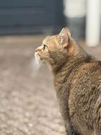 Britse korthaar mannetje, Dieren en Toebehoren, Katten en Kittens | Overige Katten, Kater