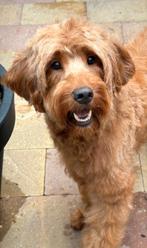 Australian labradoodle teefje zoekt fijn gastgezin, Dieren en Toebehoren, 8 tot 15 weken, Eén hond, Nederland, Fokker | Hobbymatig
