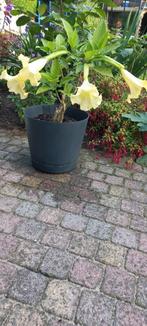 Brugmansia 15 euro, 45 cm hoog, Volle zon, Vaste plant, Zomer, Ophalen