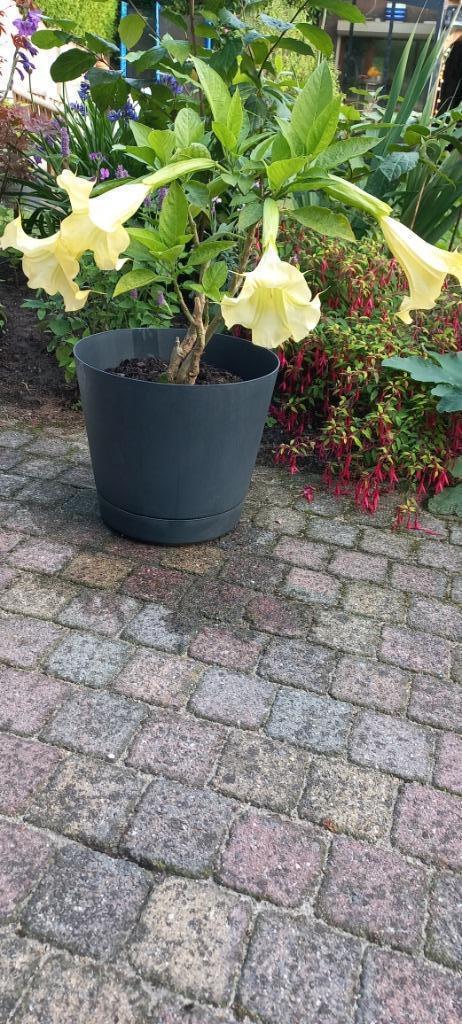 Brugmansia 15 euro, 45 cm hoog, Tuin en Terras, Planten | Tuinplanten, Vaste plant, Overige soorten, Volle zon, Zomer, Ophalen