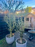 Twee mooie olijfbomen te koop, Tuin en Terras, Bloeit niet, 100 tot 250 cm, Olijfboom, Ophalen