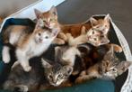 Te koop kruising Maine Coon kittens, Dieren en Toebehoren, Katten en Kittens | Overige Katten, Meerdere dieren