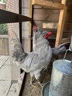 2 prachtige Araucana lavendel hanen, Dieren en Toebehoren, Pluimvee, Mannelijk, Kip