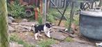 Boerenfox pups, Dieren en Toebehoren, Overige rassen, 8 tot 15 weken, Teef, Meerdere