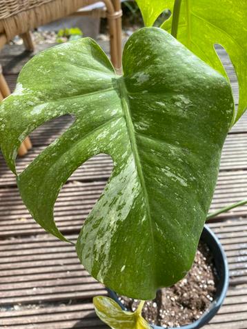 Monstera Mint | kamerplanten | 40 cm beschikbaar voor biedingen