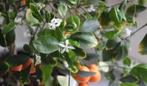 Citrus Mandarijnen fruit plantjes stekjes bio kamerplanten, Fruitplant, Ophalen of Verzenden, In pot, Minder dan 100 cm