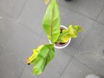 Bananenplant, Ophalen, Overige soorten, Minder dan 100 cm