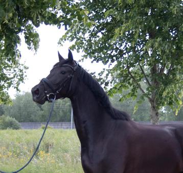 Talentvolle zwarte merrie, JUST WIMPHOF X FERDINAND X METALL beschikbaar voor biedingen