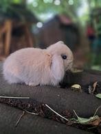 Minilops (raszuiver) te koop, Dieren en Toebehoren, Mannelijk, Dwerg, Hangoor, 0 tot 2 jaar