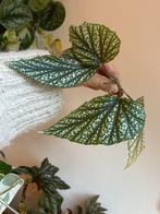 Begonia argenteo guttata, gewortelde stekken, zie adv., Ophalen of Verzenden, Halfschaduw, Minder dan 100 cm