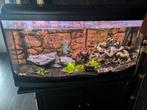 Te koop zeer mooi aquarium    80 breed  40 cm hoog  40 cm di, Ophalen, Gebruikt, Gevuld zoetwateraquarium