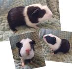 Jonge cavia's, Dieren en Toebehoren, Cavia, Mannelijk, Tam, September