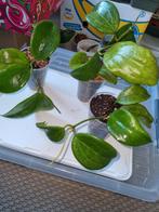 Hoya quinquenervia, Ophalen of Verzenden, Halfschaduw, Minder dan 100 cm