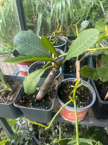 Fragipani Rubra - Kamerplant met Geurige Bloemen beschikbaar voor biedingen