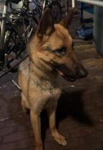 Lieve duitse herder op zoek naar een gouden mandje, Dieren en Toebehoren, Rabiës (hondsdolheid), Reu, 1 tot 2 jaar, Eén hond