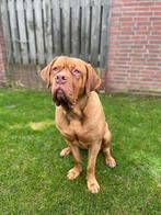 Verwacht nest Bordeaux dog / Cane corso x Red fox labrador, Dieren en Toebehoren, Parvo, 8 tot 15 weken, Groot, Meerdere