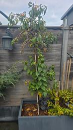 2 maal Japase Sierkers., Tuin en Terras, Planten | Bomen, Ophalen, Overige soorten