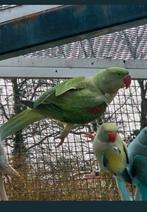 Grote alexanderparkiet pop kanssplit blauw, Dieren en Toebehoren