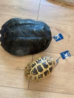 Schildpad schild HK living imitatie, Huis en Inrichting, Ophalen, Nieuw