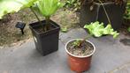 Rabarberplanten, Ophalen, Volle zon, Zomer, Groenteplanten