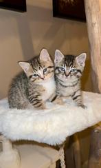 Ragdoll kruising kittens, Dieren en Toebehoren, Katten en Kittens | Raskatten | Langhaar, Meerdere dieren, Ontwormd, 0 tot 2 jaar