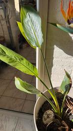 Strelizia , jonge plant, Ophalen of Verzenden, Halfschaduw, Minder dan 100 cm