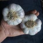 Knoflook Lydia, Tuin en Terras, Bloembollen en Zaden, Ophalen of Verzenden, Najaar, Volle zon, Zaad